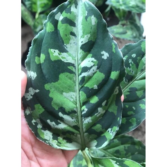 KV83513< Biji aglonema pictum tricolor aglaonema (harga per biji)