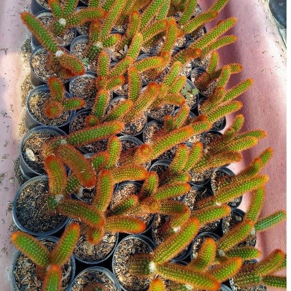 kaktus ekor tupai merah ownroot