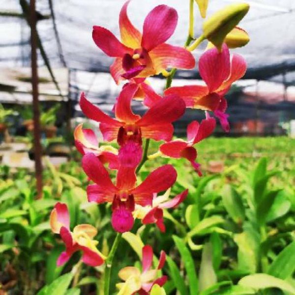 DendroBium Nin Ja Dewasa / Spike