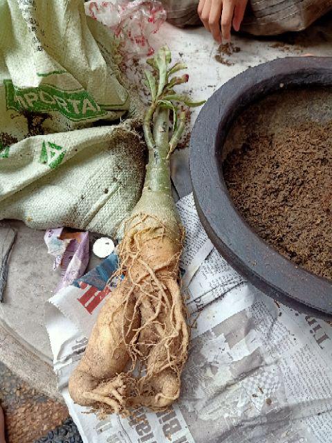 Bibit Bunga Kamboja Jepang Adenium Triple 1 Batang 3 Warna Terbaru 2019