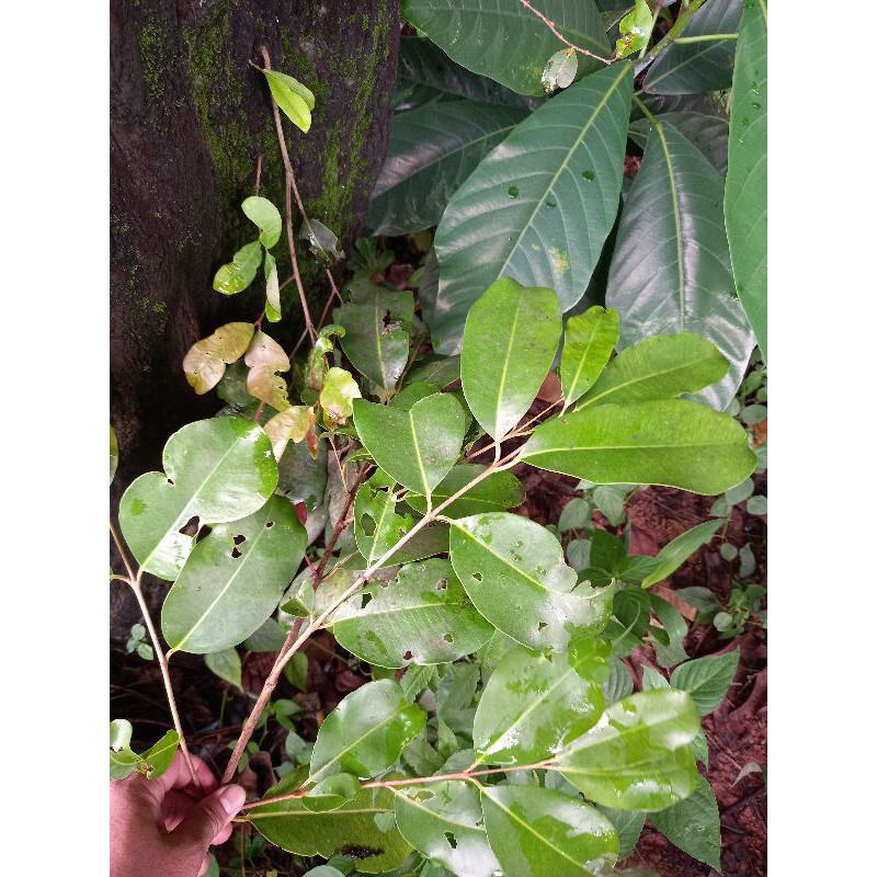

DAUN JUWET / DAUN JAMBLANG ISI 50 LEMBAR