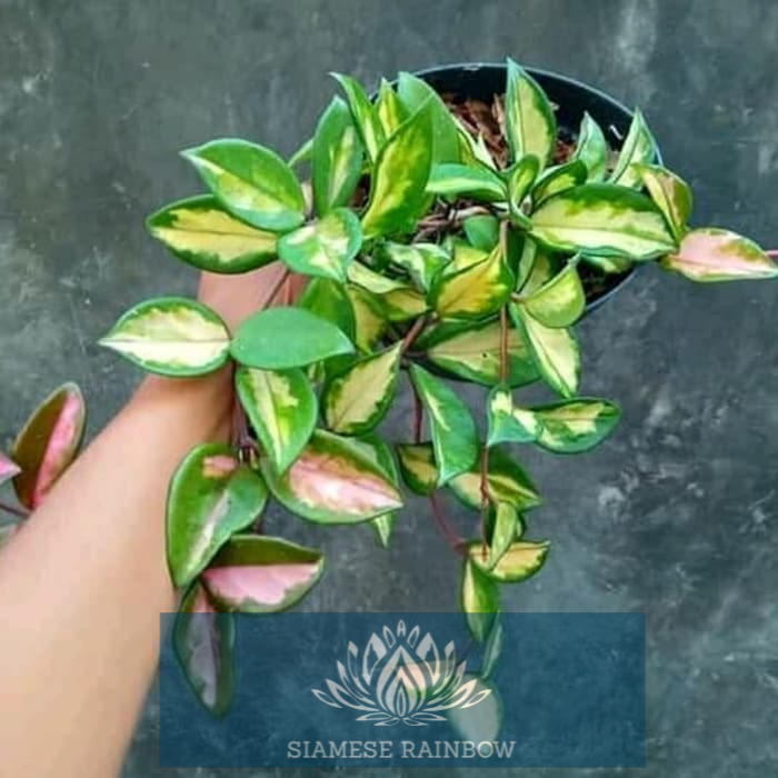 tanaman hias hoya kornosa varigata - carnosa hoya varigata