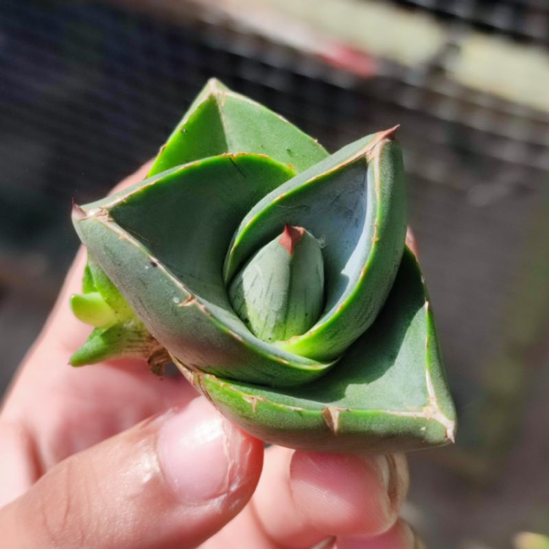 Agave Pumila Sukulen Mini unik