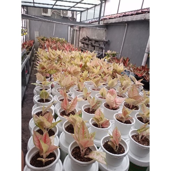 Aglonema Light Of Diamond | Aglonema LOD | Tanaman Hias | Petani Aglonema | Aglaonema LOD | Aglaonem