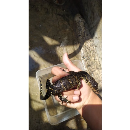 baby varanus salvator/biawak