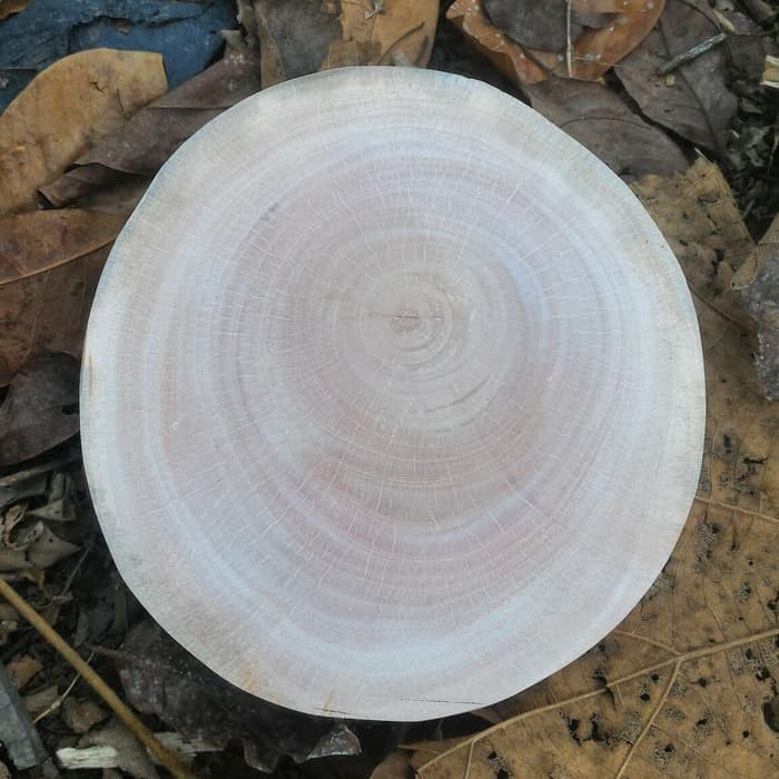 Potongan kayu alami natural wood slice talenan kayu hiasan dinding