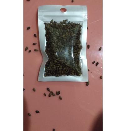 {Z-IMT> {✔> COD Paket mini Benih balsa 10gram biji balsa bibit pohon kayu balsa putih {premium>