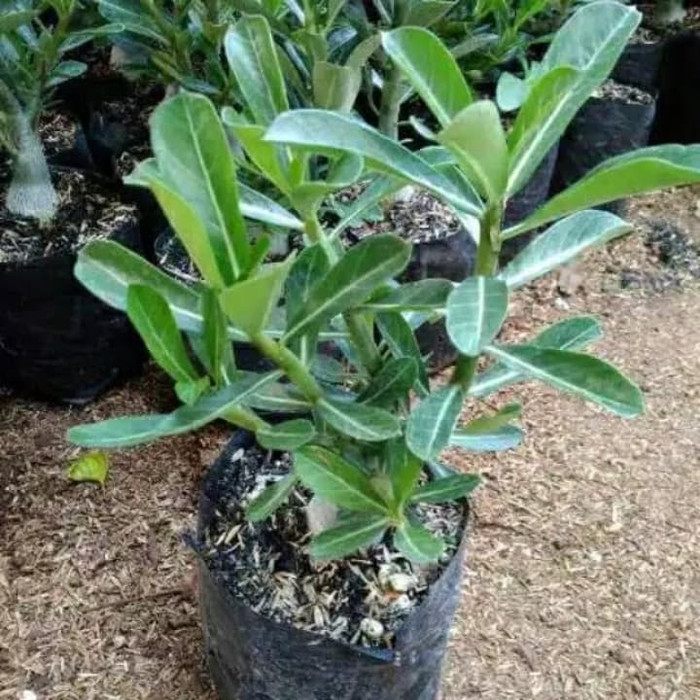 PROMO BESAR !! Bibit Tanaman Hias Adenium Mahasyeti -Kamboja Jepang Bunga Tumpuk-1