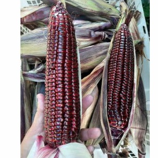 Jagung Pulut / Jagung Ketan 1kg