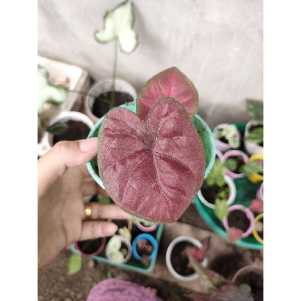 caladium red dragon