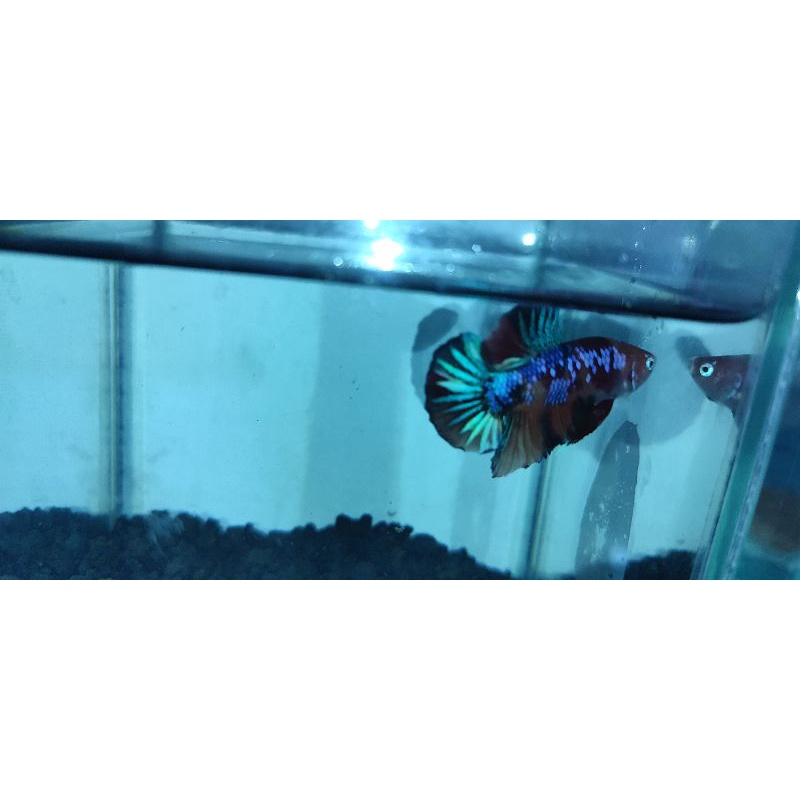 cupang/nemo/galaxi_koi