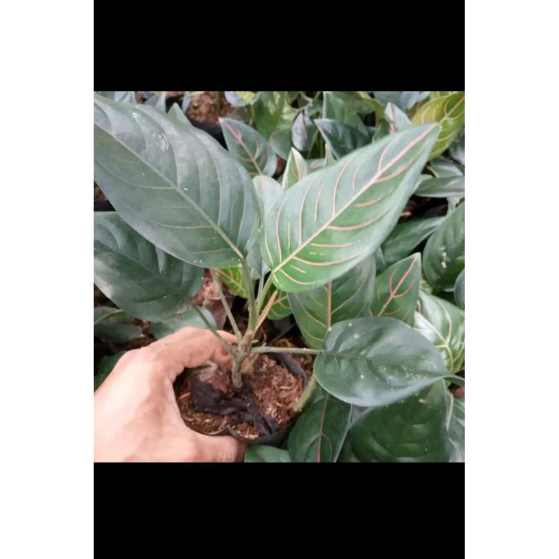 tanaman hias aglonema/ aglonema rotundum /bibit bunga aglonema