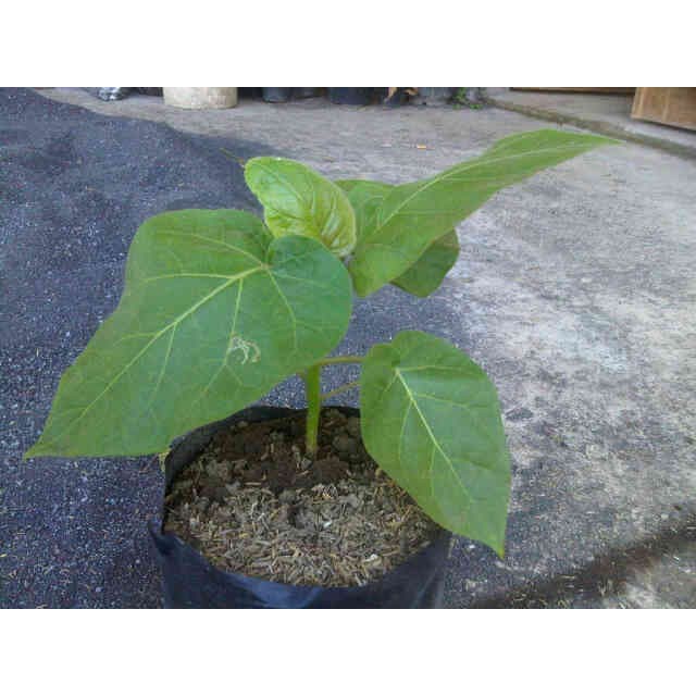 Bibit Tanaman Buah Terong Belanda 50cm