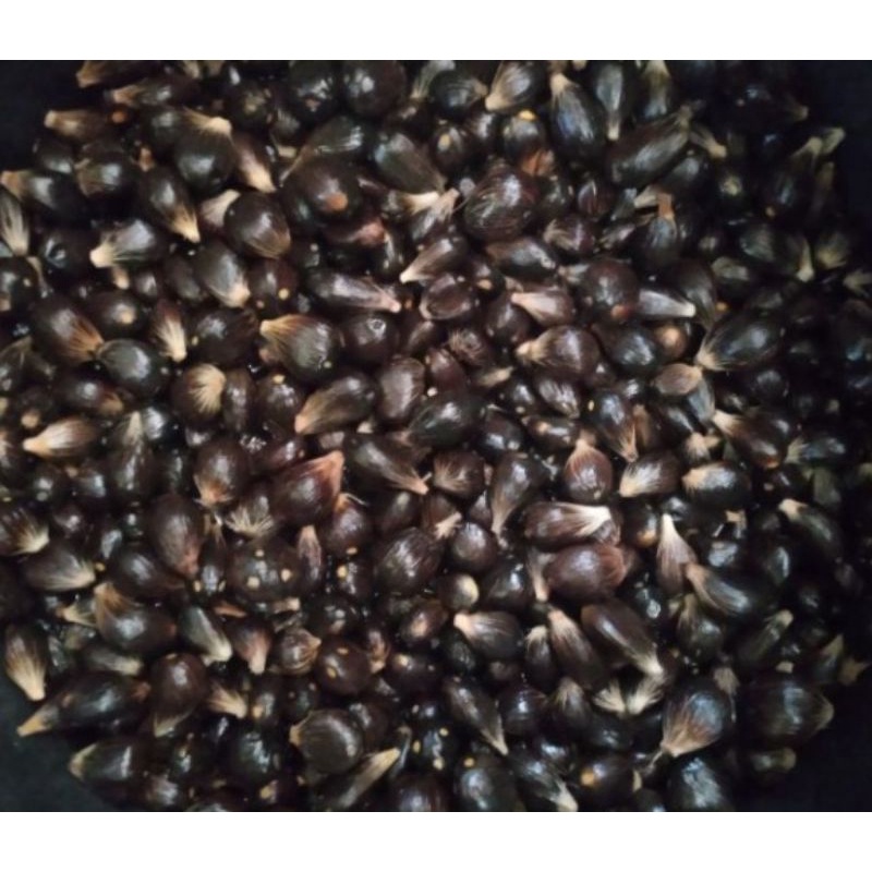 bibit / biji sawit jenis tanera