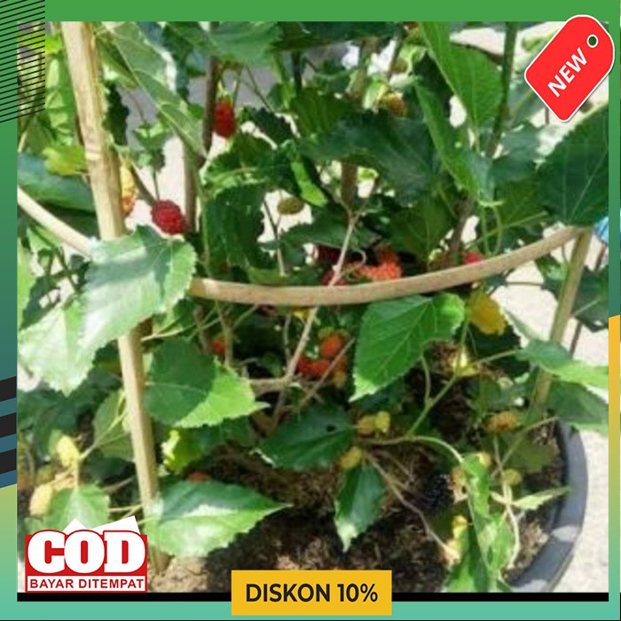 Ajir Melingkar Bambu Penyangga Tanaman Rambat