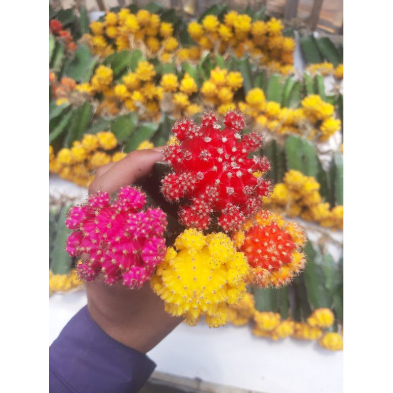 kaktus gymno import besar paketan 4pcs