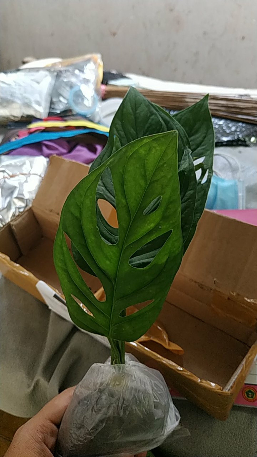 Bonggol Fresh Cutting Janda Bolong