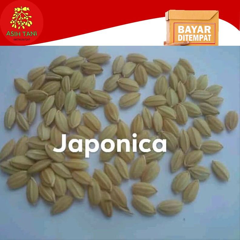 Benih Padi Japonika Beras Jepang bibit japonica 5kg