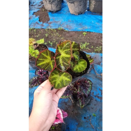begonia tapak macan