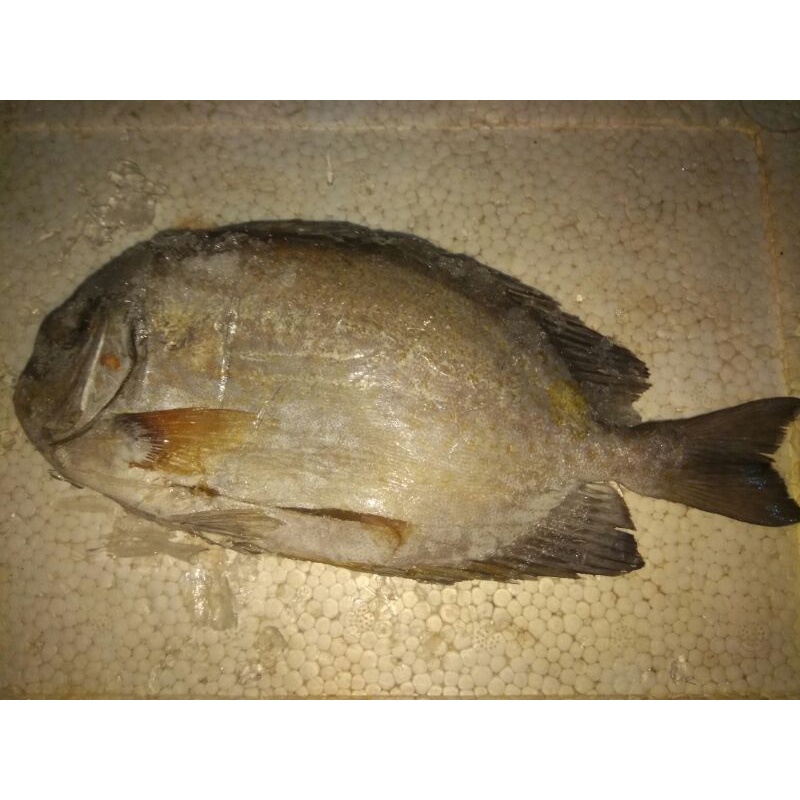 

Ikan Baronang