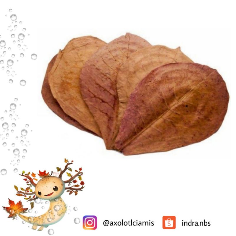 

Daun Ketapang Axolotl