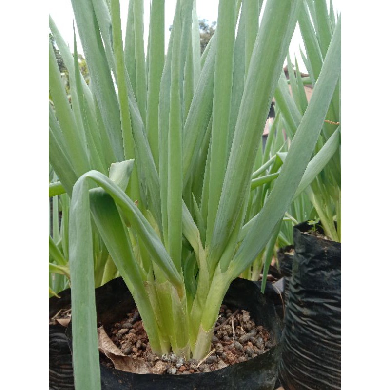 

Bawang Daun Segar Kualitas terbaik