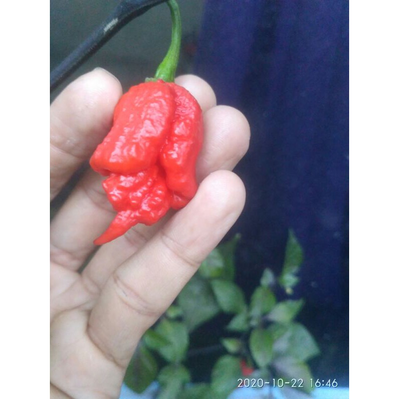 

purple carolina reapper #cabai terpedas #cabe setan
