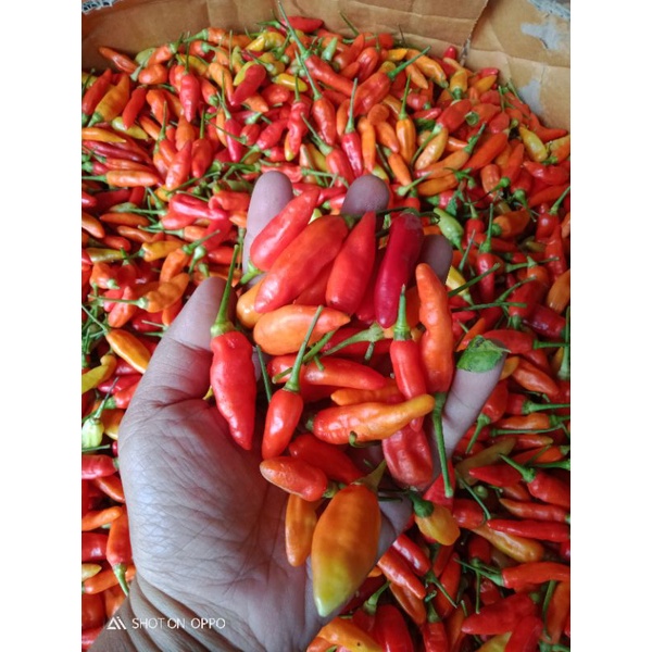 

cabe rawit