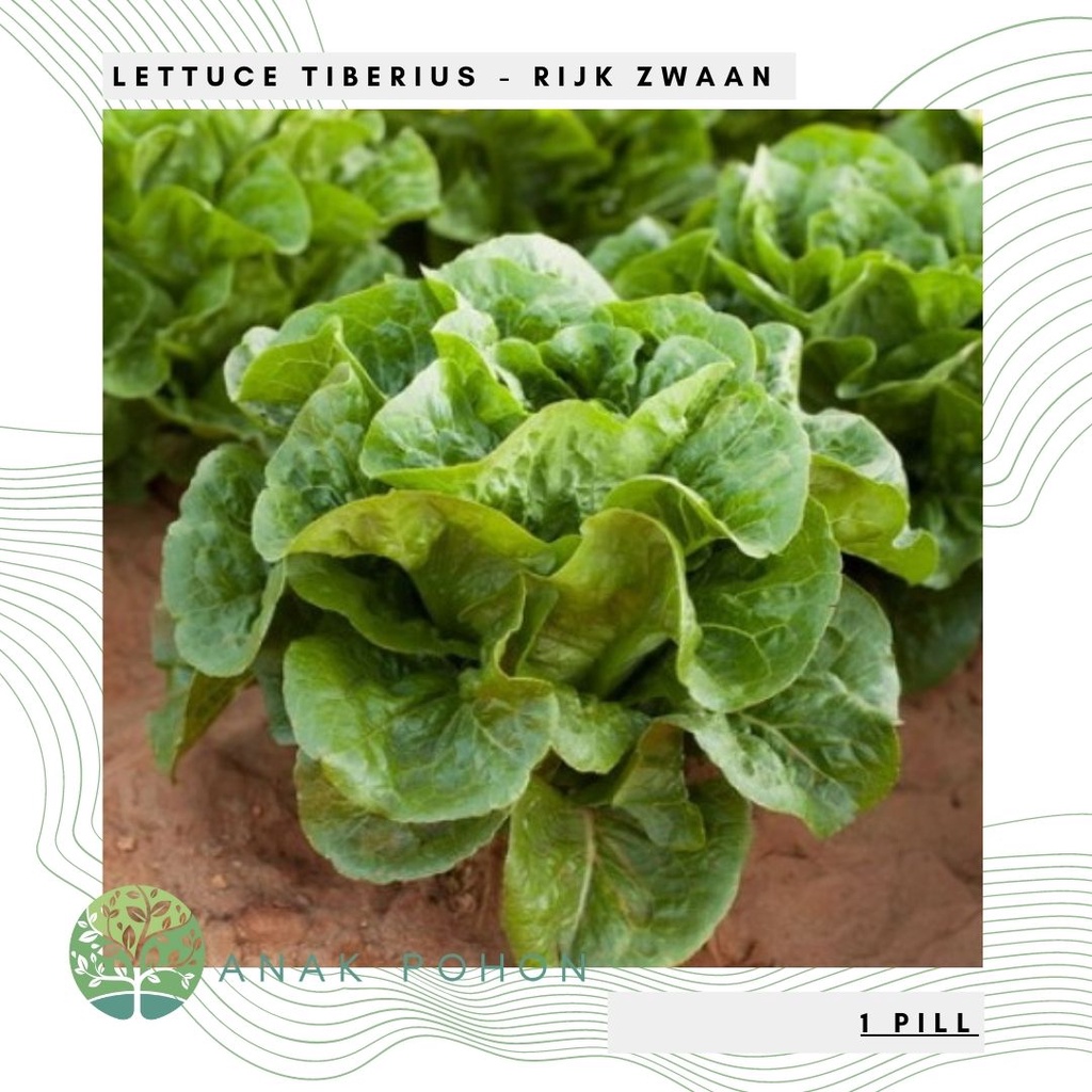 Benih Bibit Biji - Selada Green Cos Lettuce - Tiberius RZ - Rijk Zwaan