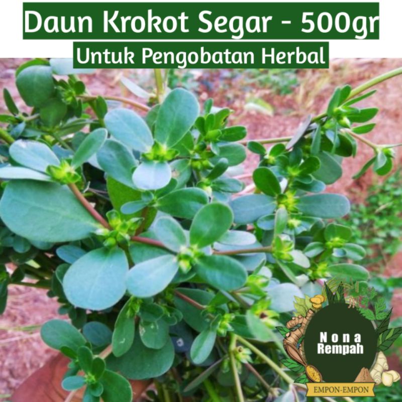 

Daun Krokot Segar 500 gram