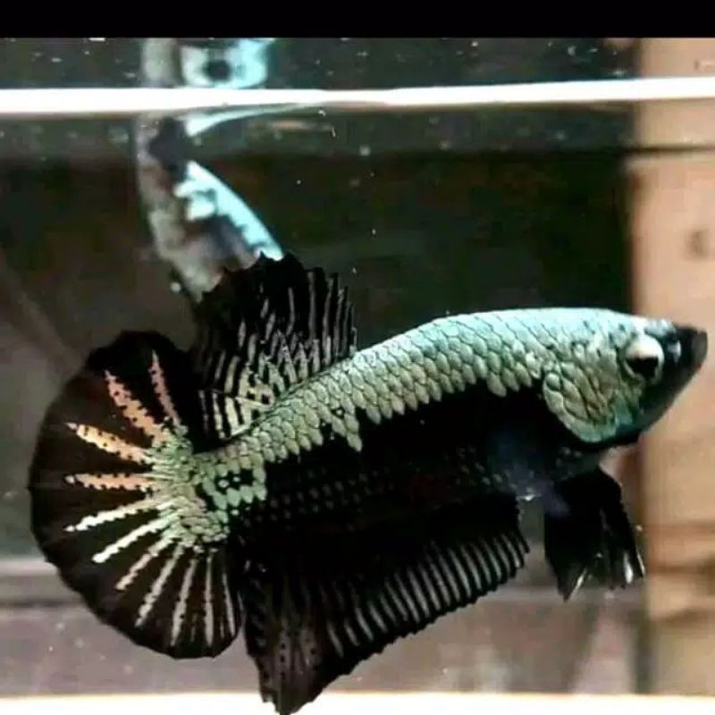 ikan cupang black samurai