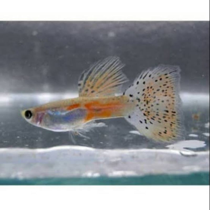 

ikan hias guppy red gress paketan 2 jantan 4 betina