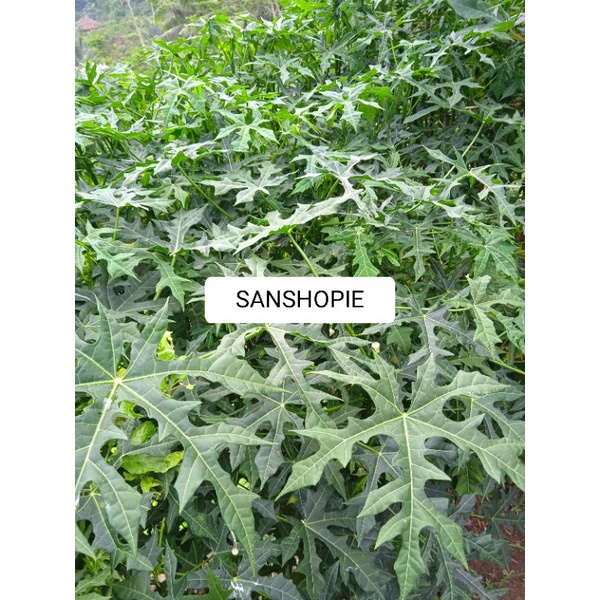 

Daun Gedi Atau Daun Pepaya Jepang Segar 1 Kg