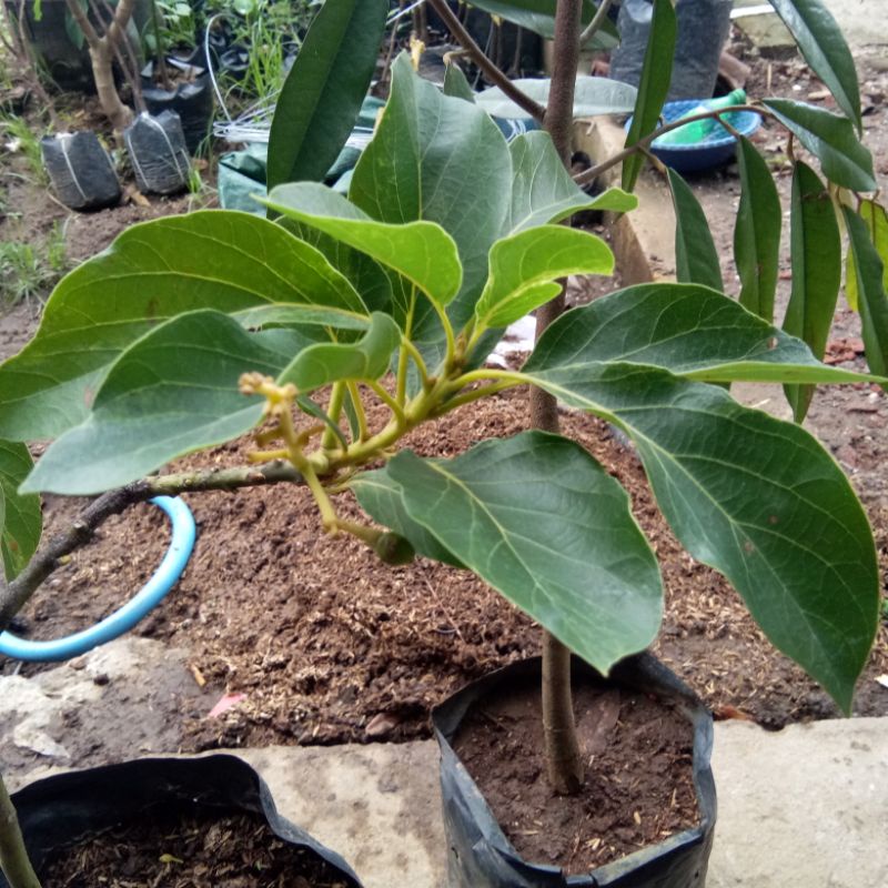 bibit alpukat varigata kondisi berbunga