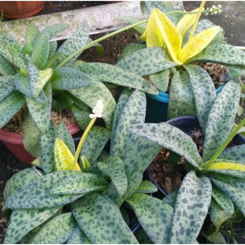 pohon lidah katak - tanaman hias lidah katak