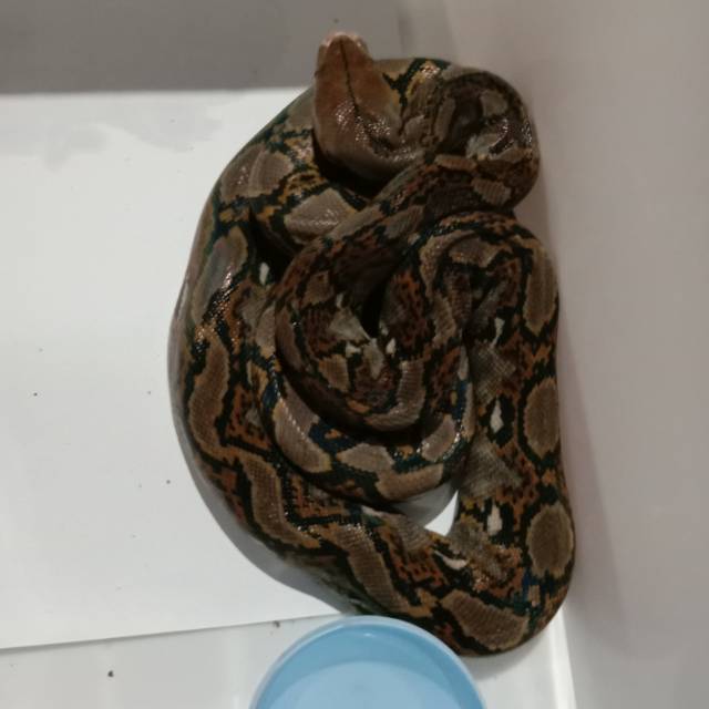 Pyhton retic