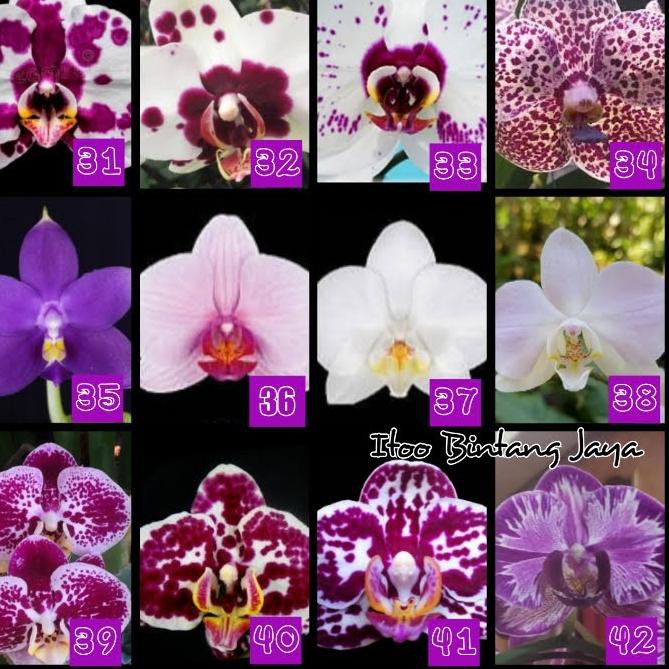 Tᗴrh𝓞t Seedling Benih Anggrek Bulan / Phalenopsis Hybrid |K|4W004 ,,,,