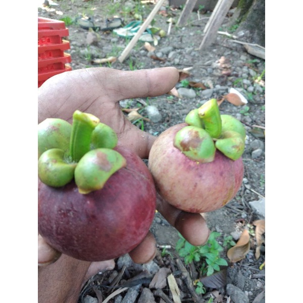 

buahmangisharum