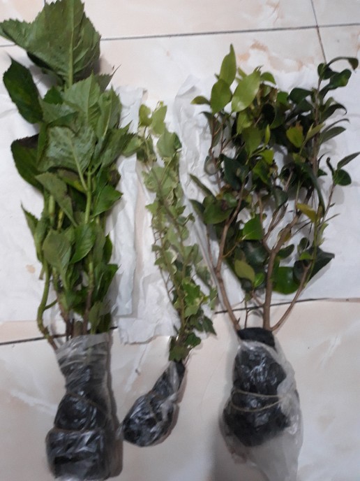 Tanaman Hias Gantung Ivy Variegata