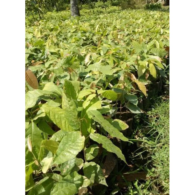 *_$1 6 BIBIT KAKAO COKLAT SUPER UNGGUL AN2