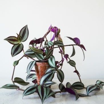 Tradescantia Zebrina / Tanaman Hias Hidup - Outdoor Plant