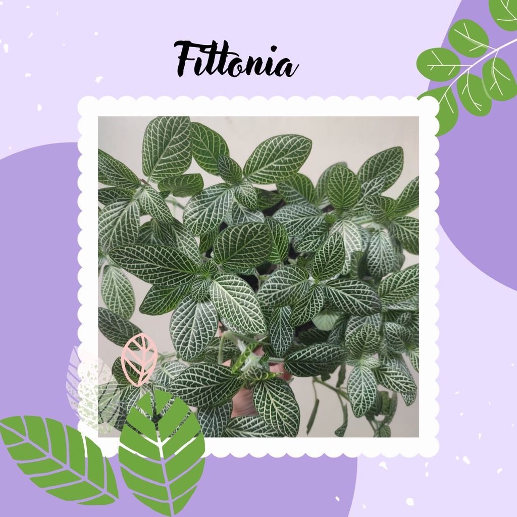 Tanaman Hias Fittonia verschaffeltii Bunga Fittonia verschaffeltii Tanaman Fittonia verschaffeltii