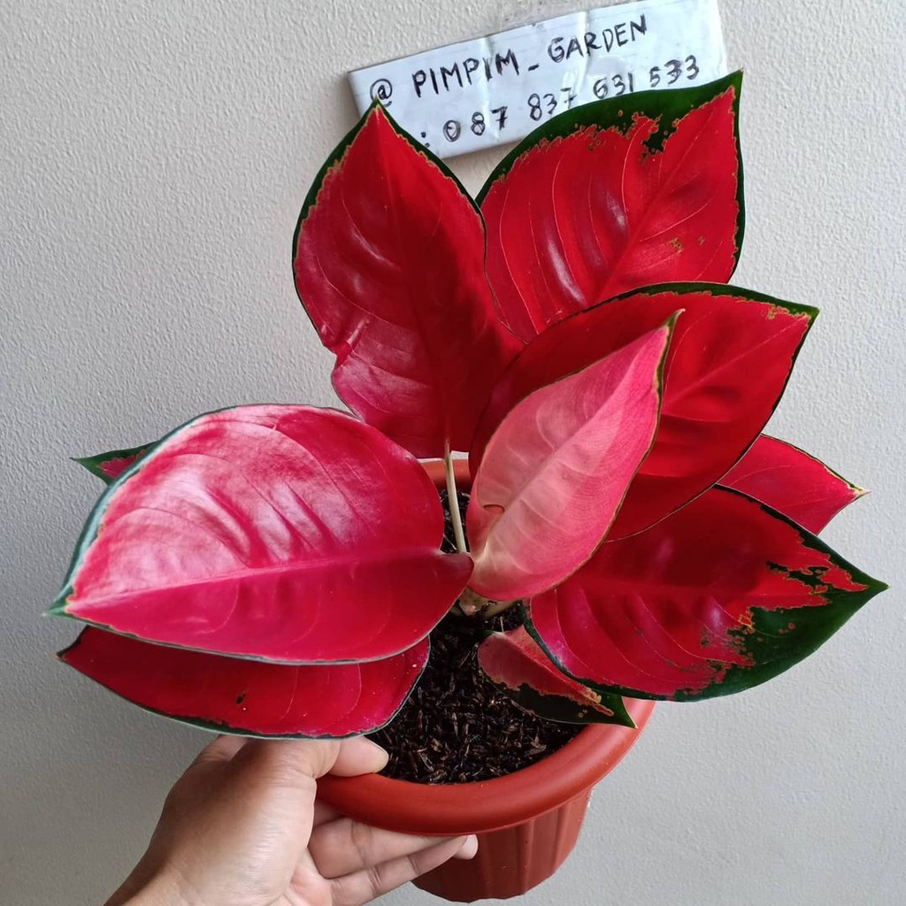 Bibit aglonema suksom jaipong