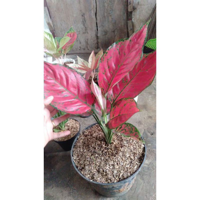 red king/ red venus  ukuran dewasa bunga aglonema merah murah