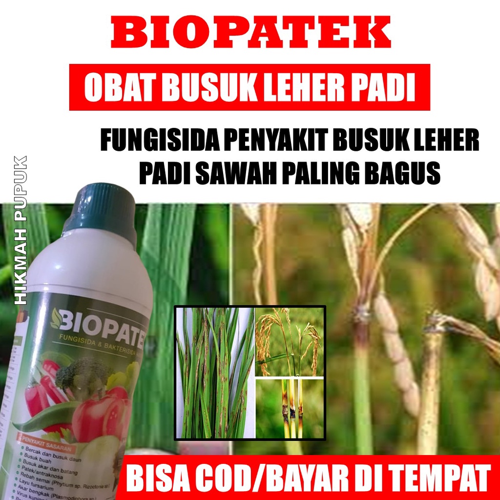 OBAT BUSUK LEHER PADI BIOPATEK isi 500 ml - OBAT Mengobati Hama Blast Dan Patah Leher Pada Padi - Ob