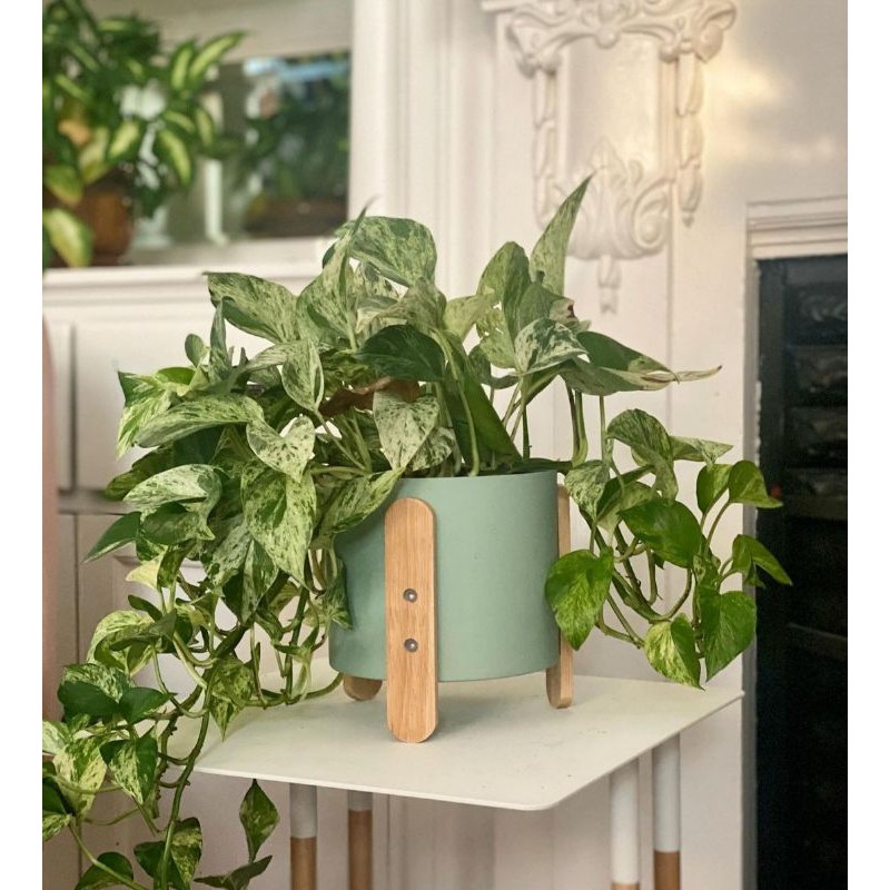 Tanaman hias daun sirih gading fariegata putih(tanaman gantung /rambat)