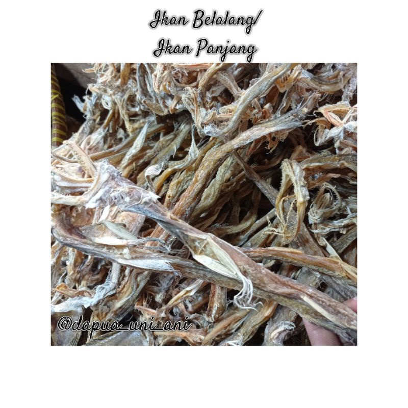 

IKAN BILALANG / IKAN PANJANG