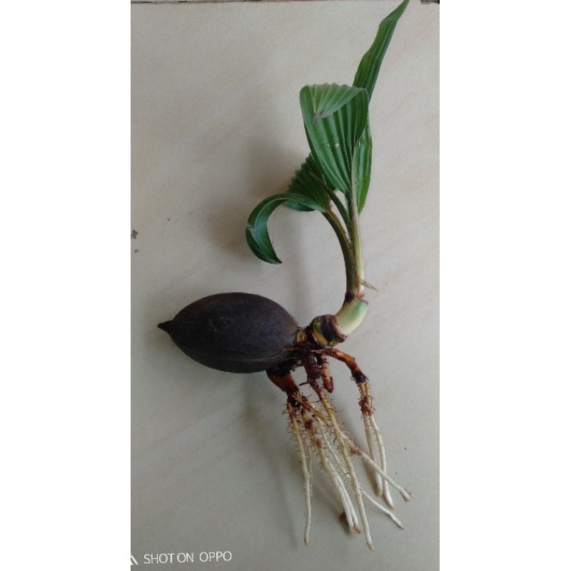 bonsai kelapa hijau minion daun kerdil