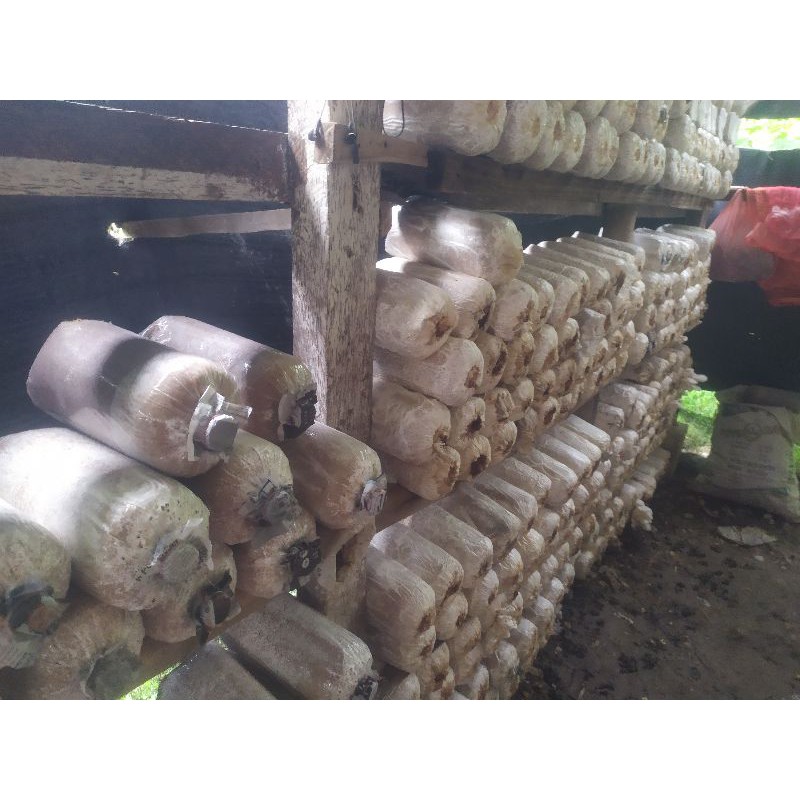 

Baglog Jamur Tiram