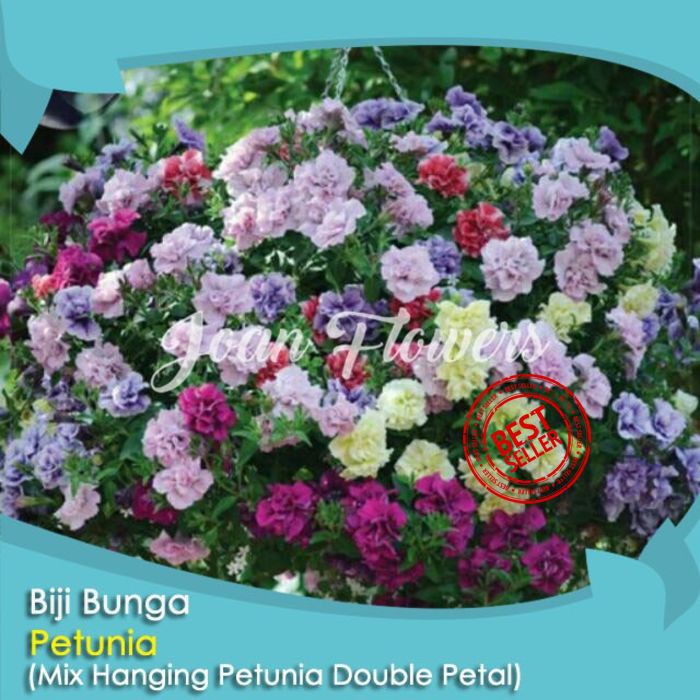 Bibit Tanaman Bunga Petunia Mix Hanging Petunia Benih Bibit Tanaman Hias Untuk Dekorasi Rumah